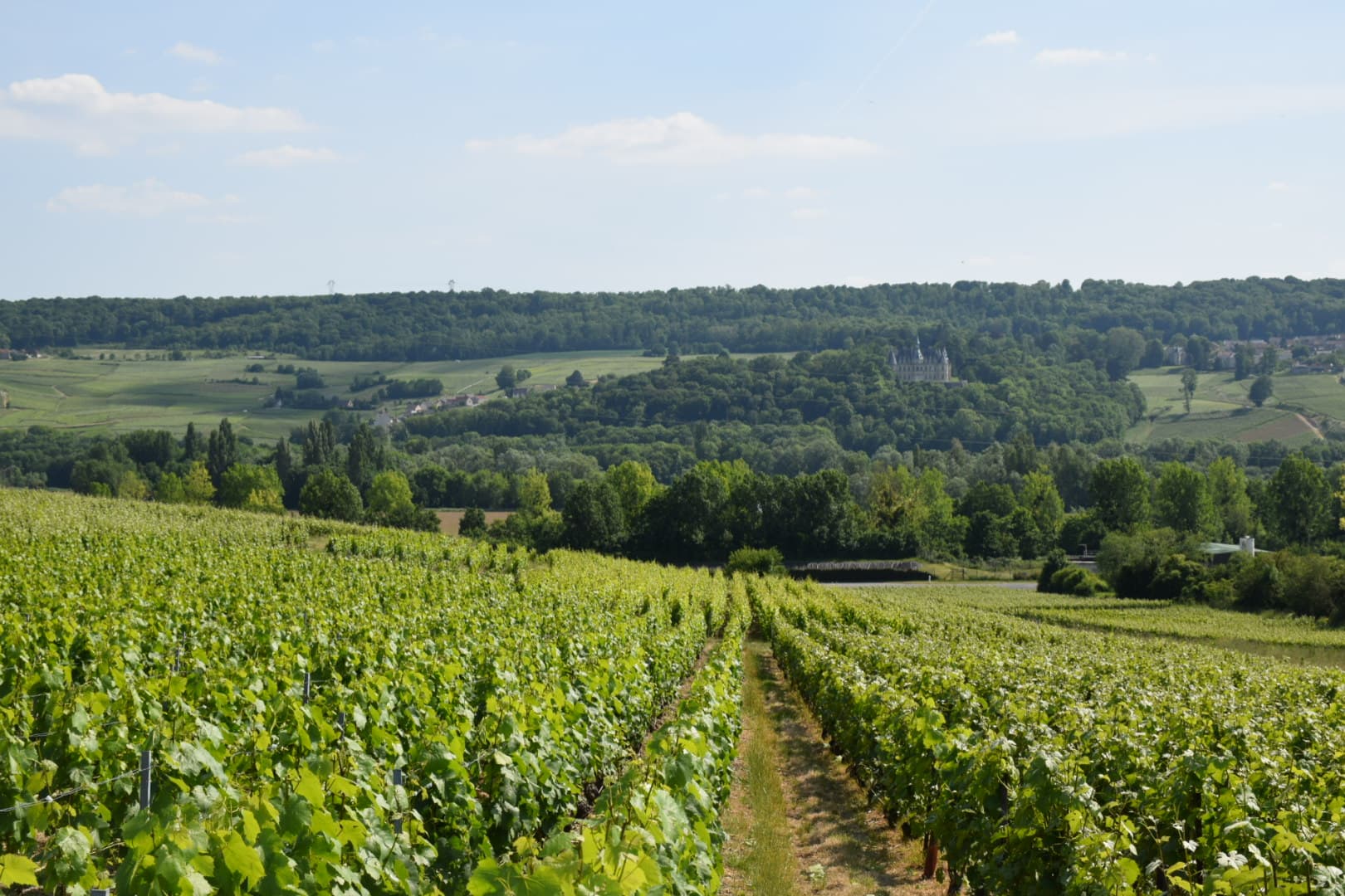 Vue sur les vignes | Champagne Jean-François Launay