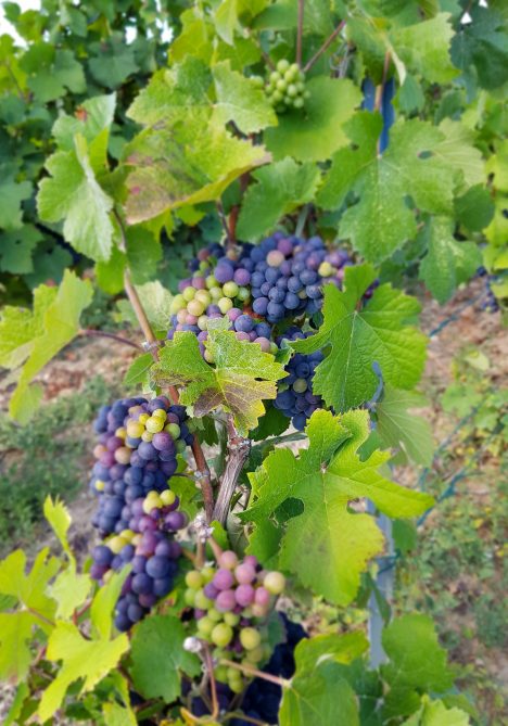 Vignes en été