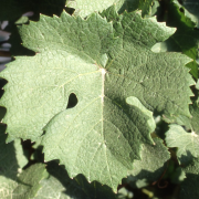 Chardonnay - Feuilles