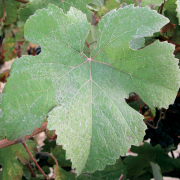 Pinot Meunier - Feuilles