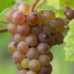 Pinot Gris (grappe)